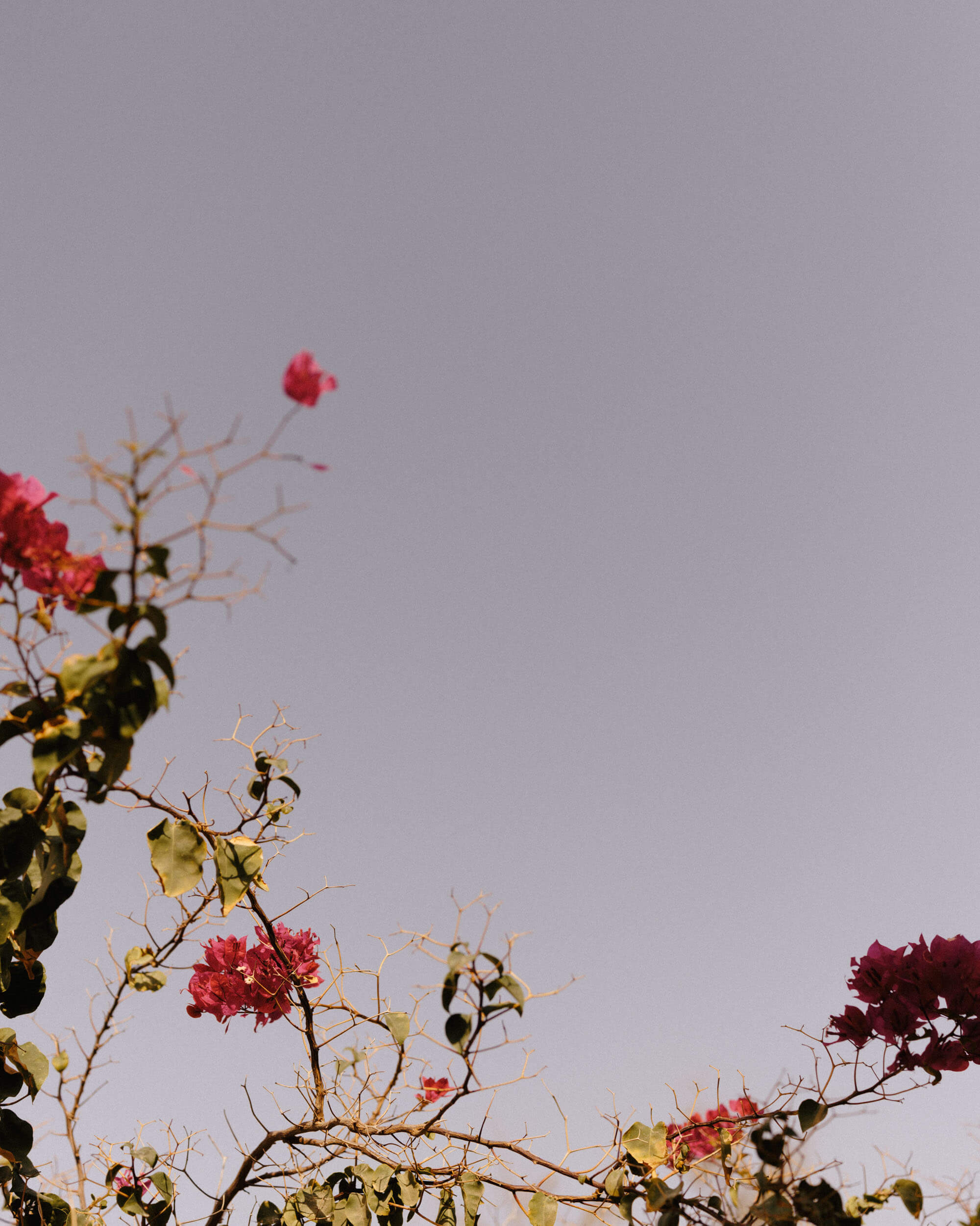 Flowers in the South Judaean Desert